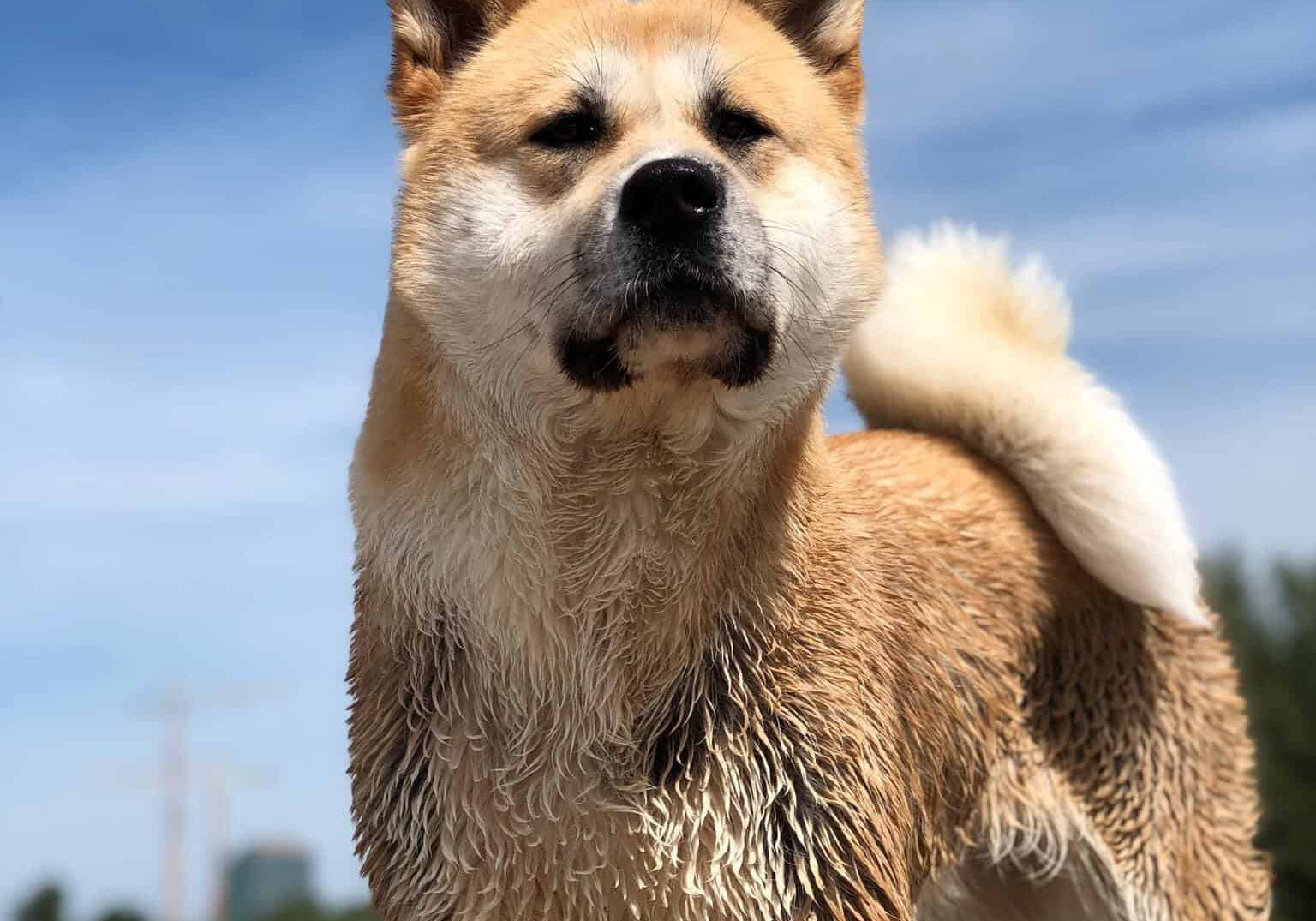 Beige-witte hond met nat haar buiten, gewassen met een shampoo bar
